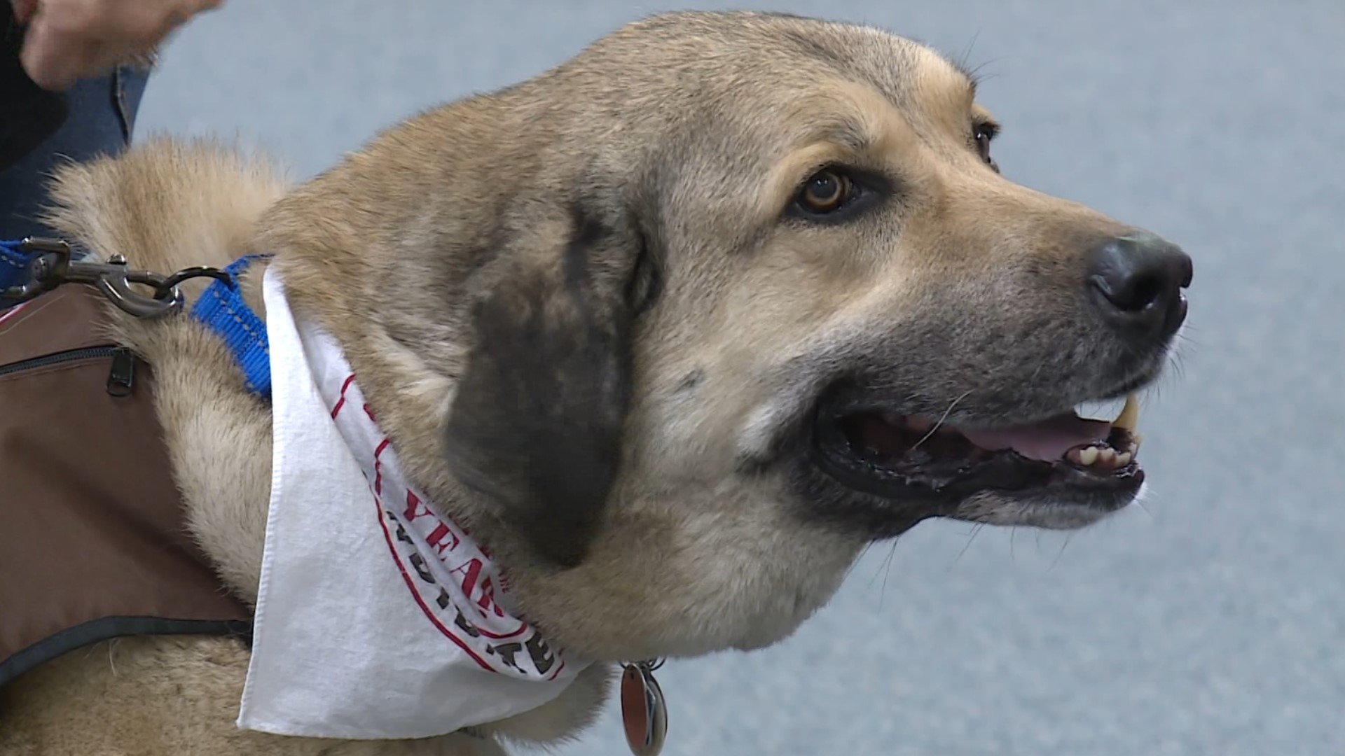 An event in Rogers is raising money for a therapy dog. The "Let's Paws for Love" event was held on Saturday, March 4.