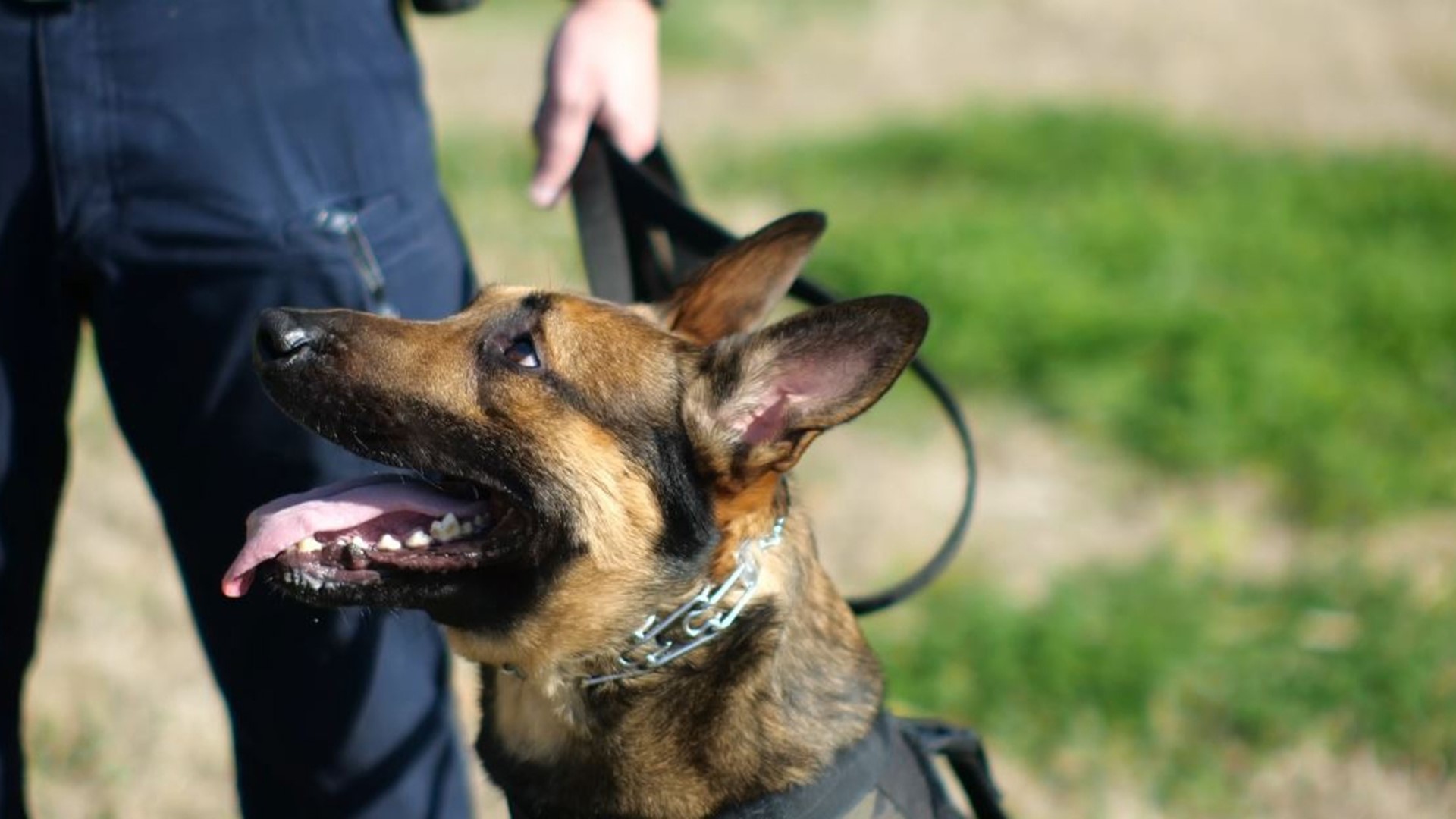 The ballistic vest was donated to Bella Vista Police Department K-9 Niko exactly two years after Joplin Officer Jake Reed's end-of-watch on March 11, 2022.