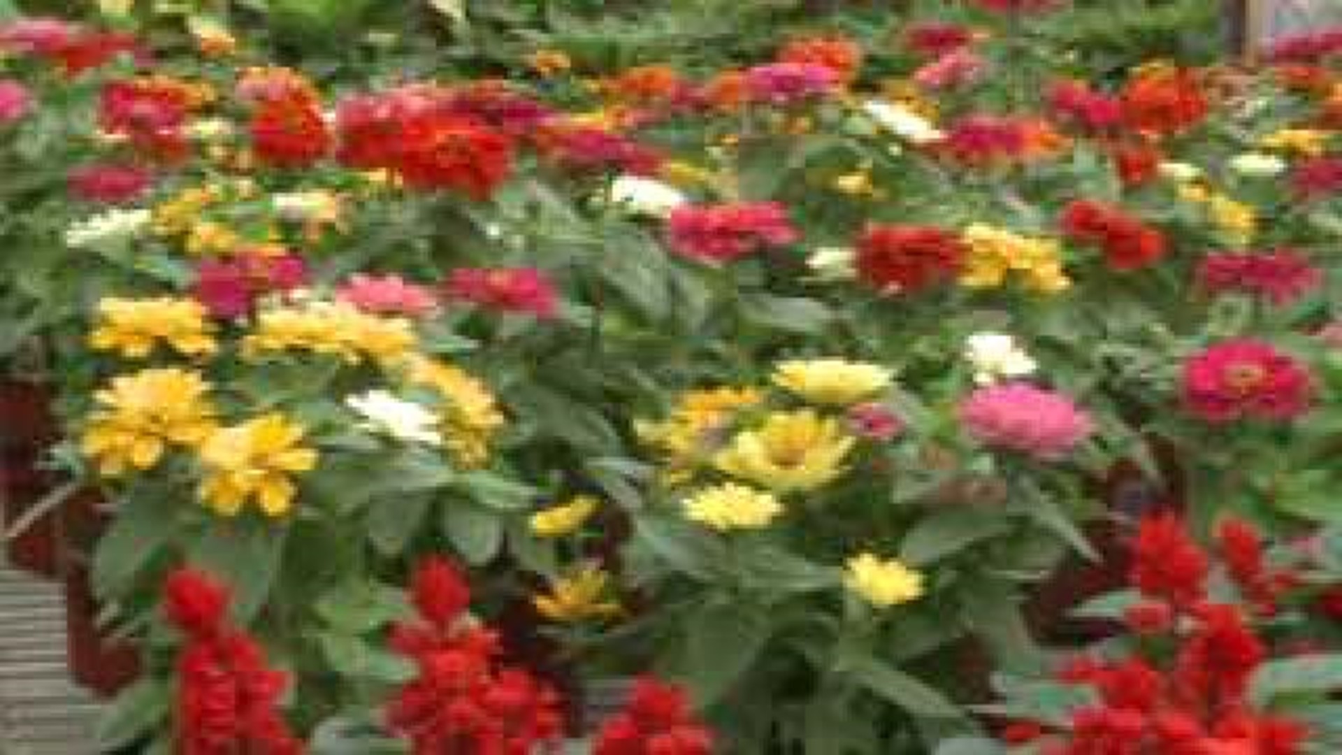 Sharum's Garden Center: Start Planting Your Annuals