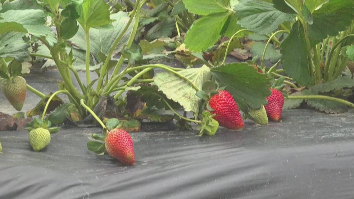 Arkansas strawberry farmers report robust recovery and high yields despite early freeze