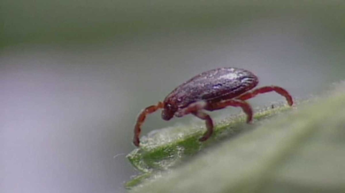 UAMS asking Arkansans to mail them ticks for a study - Vimarsana News