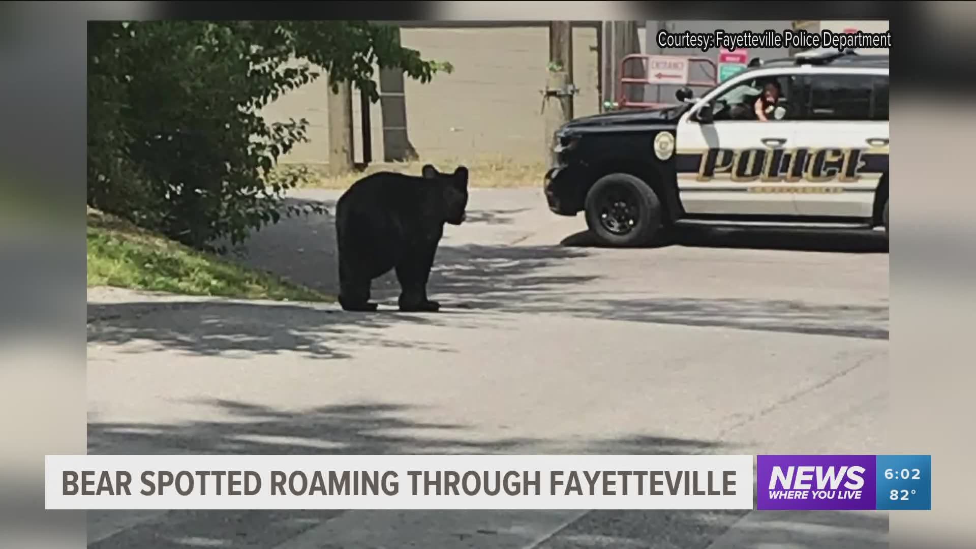 A bear was spotted in a neighborhood and then again by the Fayetteville Public Library Wednesday afternoon. https://bit.ly/2P0LGrb