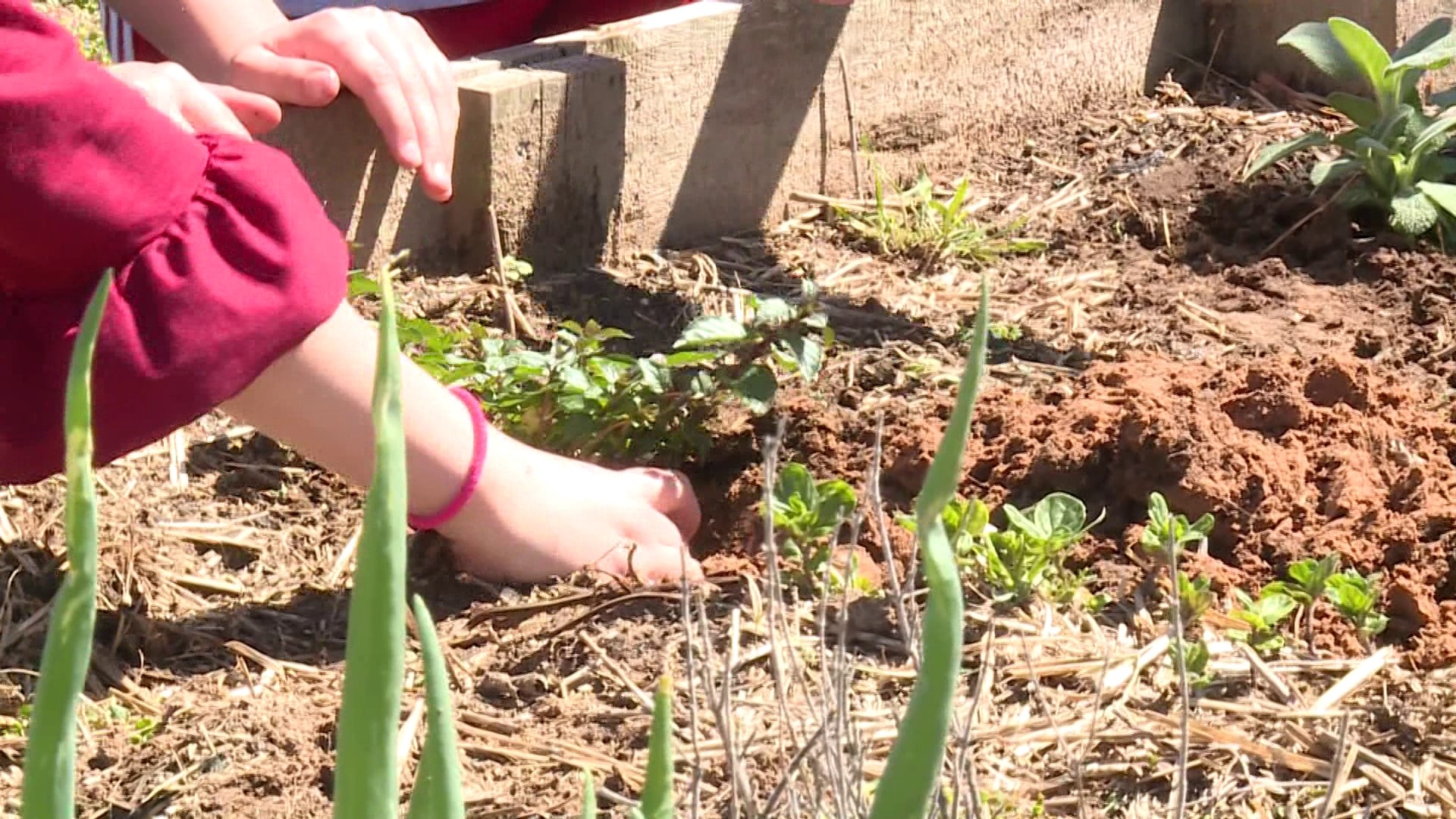 The Cedarville Pirate Patch offers hands-on education by teaching students how to grow healthy food and take care of some animals.