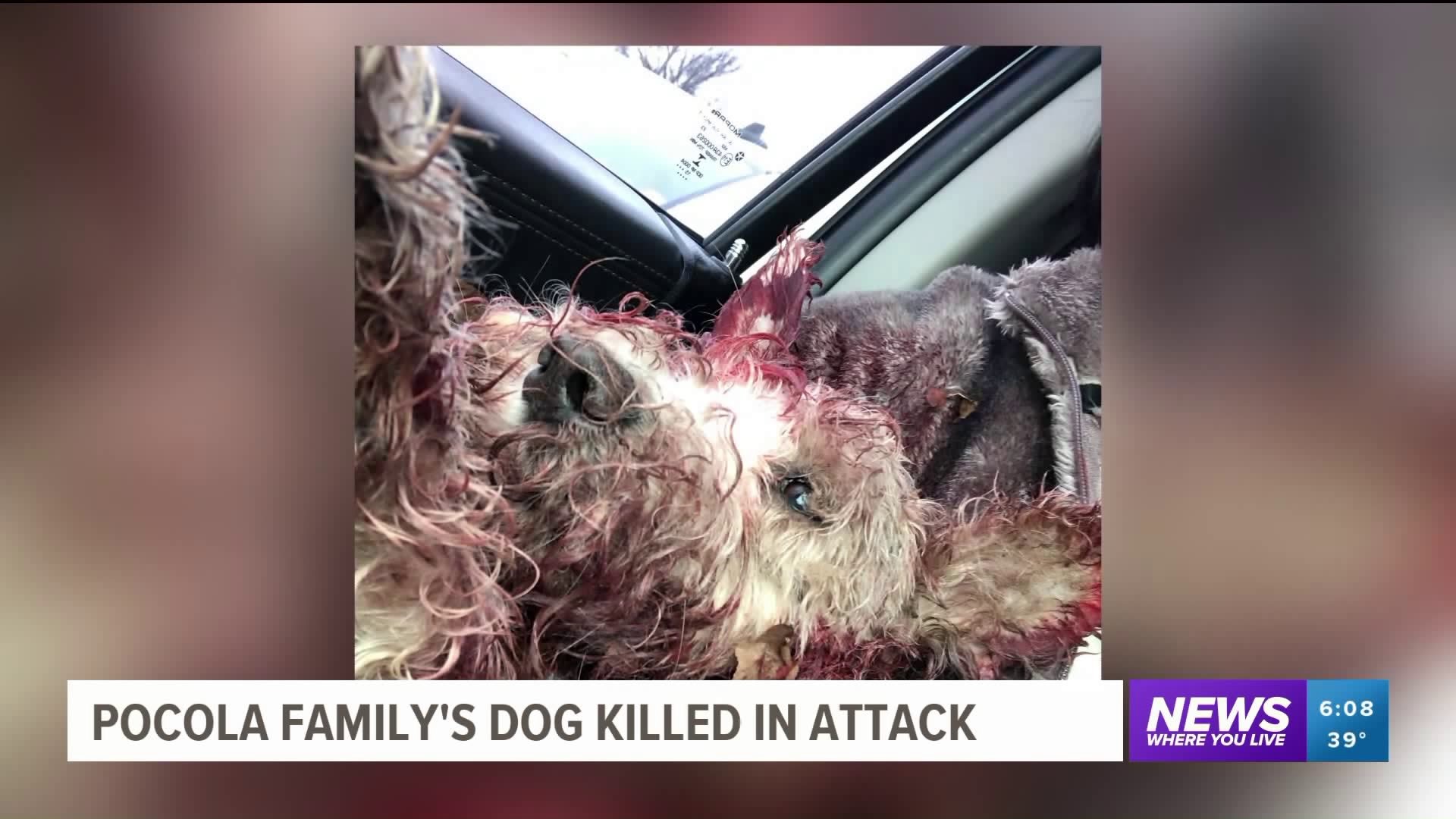 Pocola Family Seeking Answers After Their Dog Is Brutally Attacked