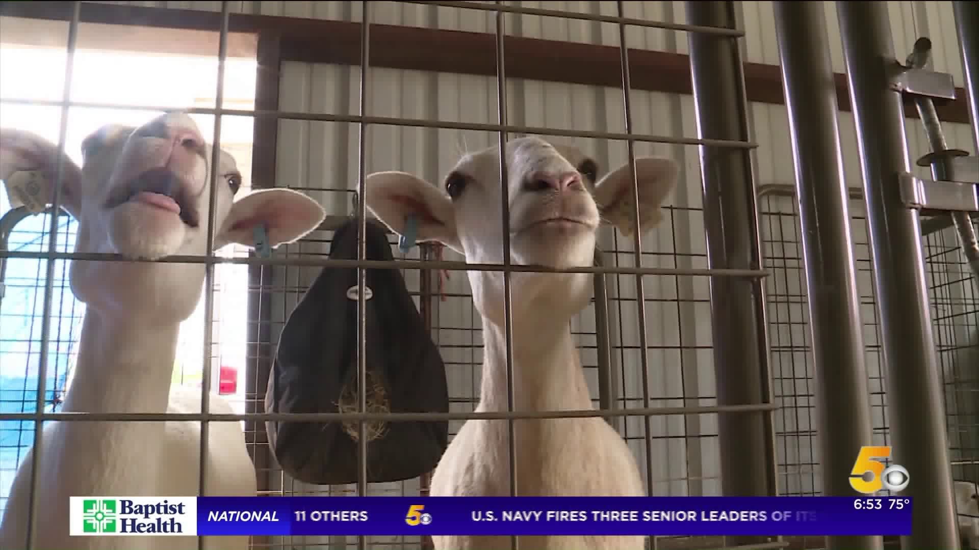 Crawford County Fair Kicks Off In Mulberry