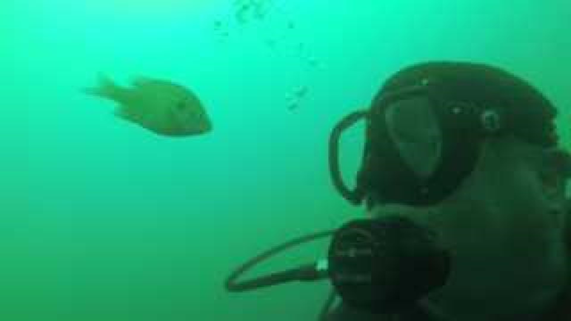 Scuba Diving Lake Tenkiller