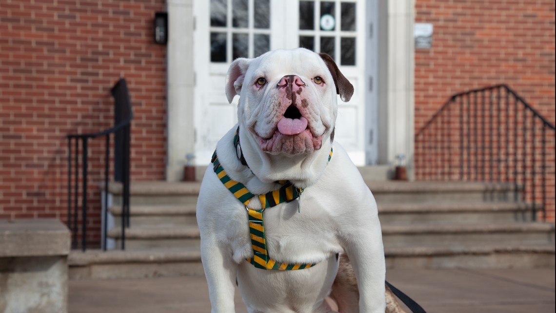 Arkansas Tech University announces Jerry II's retirement - Vimarsana News