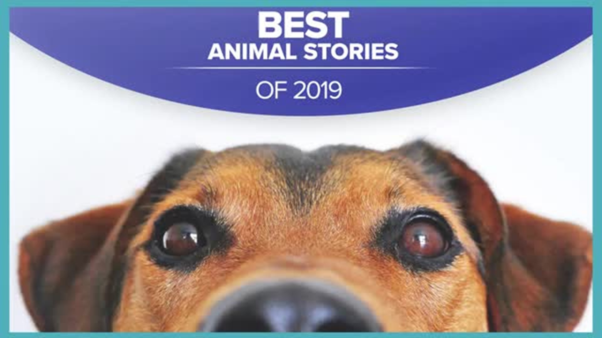 Best Animal Stories of 2019