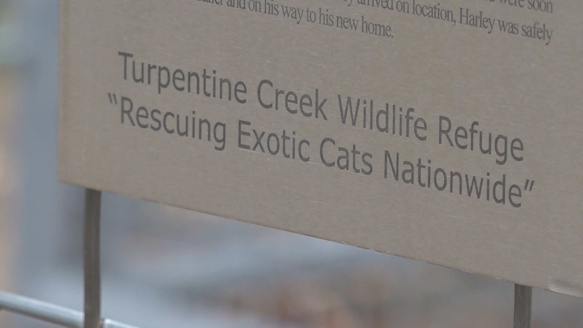 This year, Turpentine Creek in Eureka Springs is celebrating 31 years of providing sanctuary to big cats and bears with their 'Feast with the Beasts' event in April.