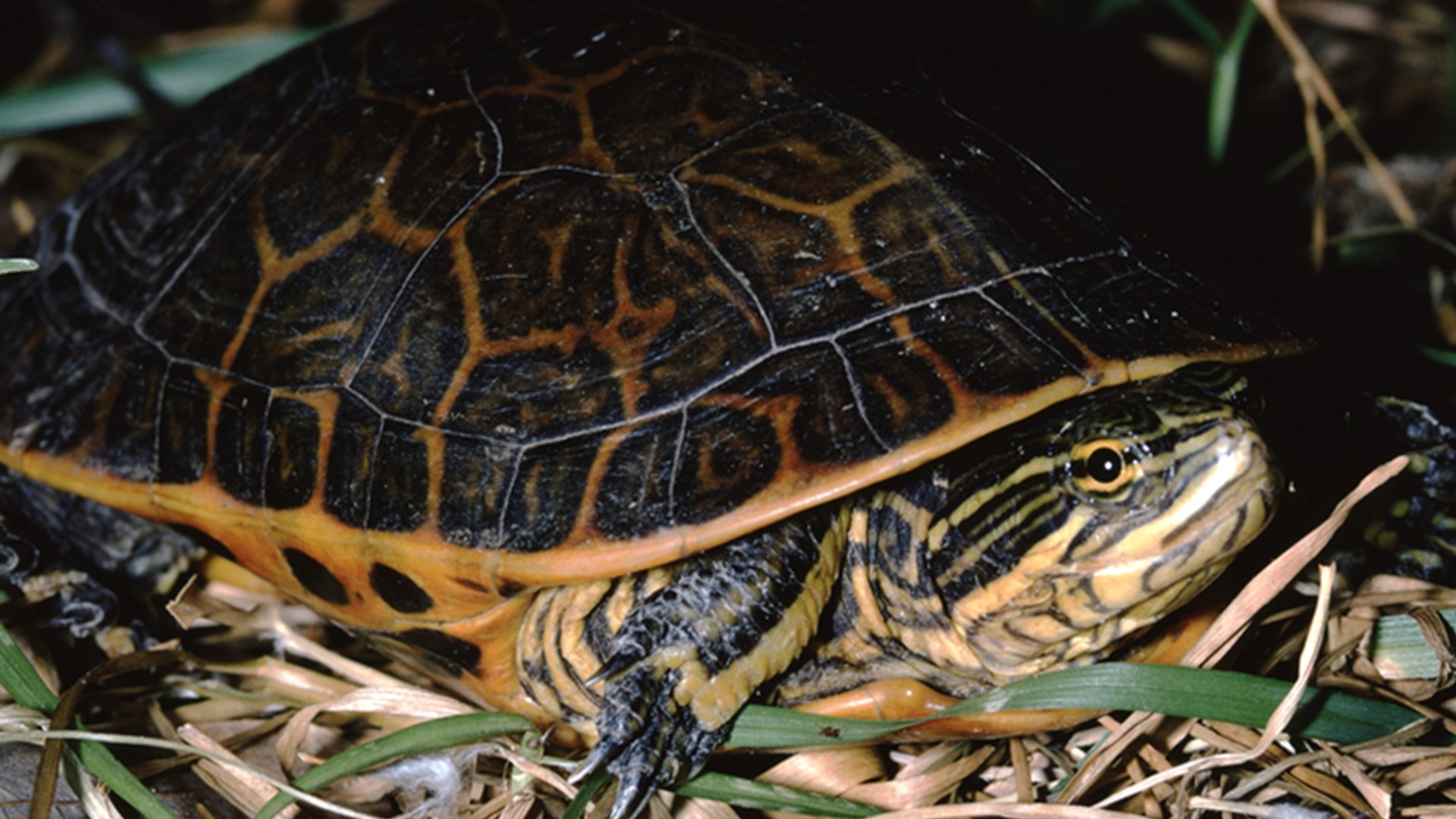 The Arkansas Game and Fish Commission is asking for help searching for a rare species of turtle found in the state: The western chicken turtle.