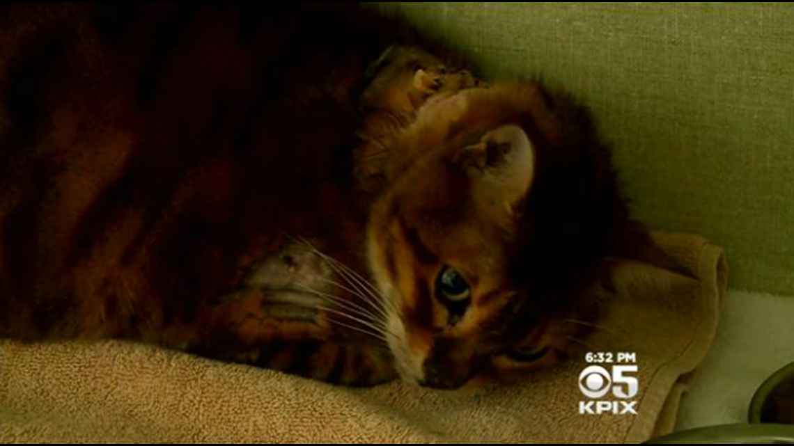 House Cat Survives Bobcat Attack Outside California Home