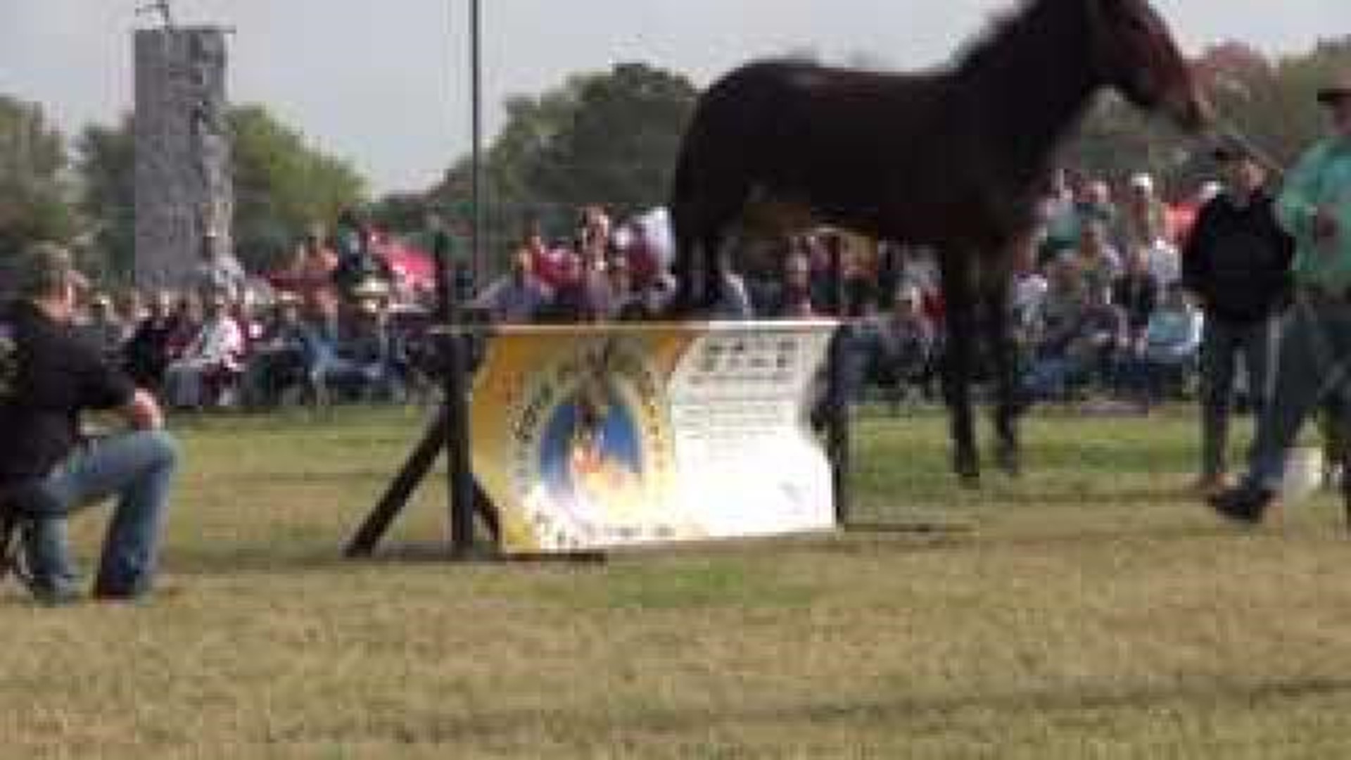 Jumping Mules Steal the Show in Pea Ridge