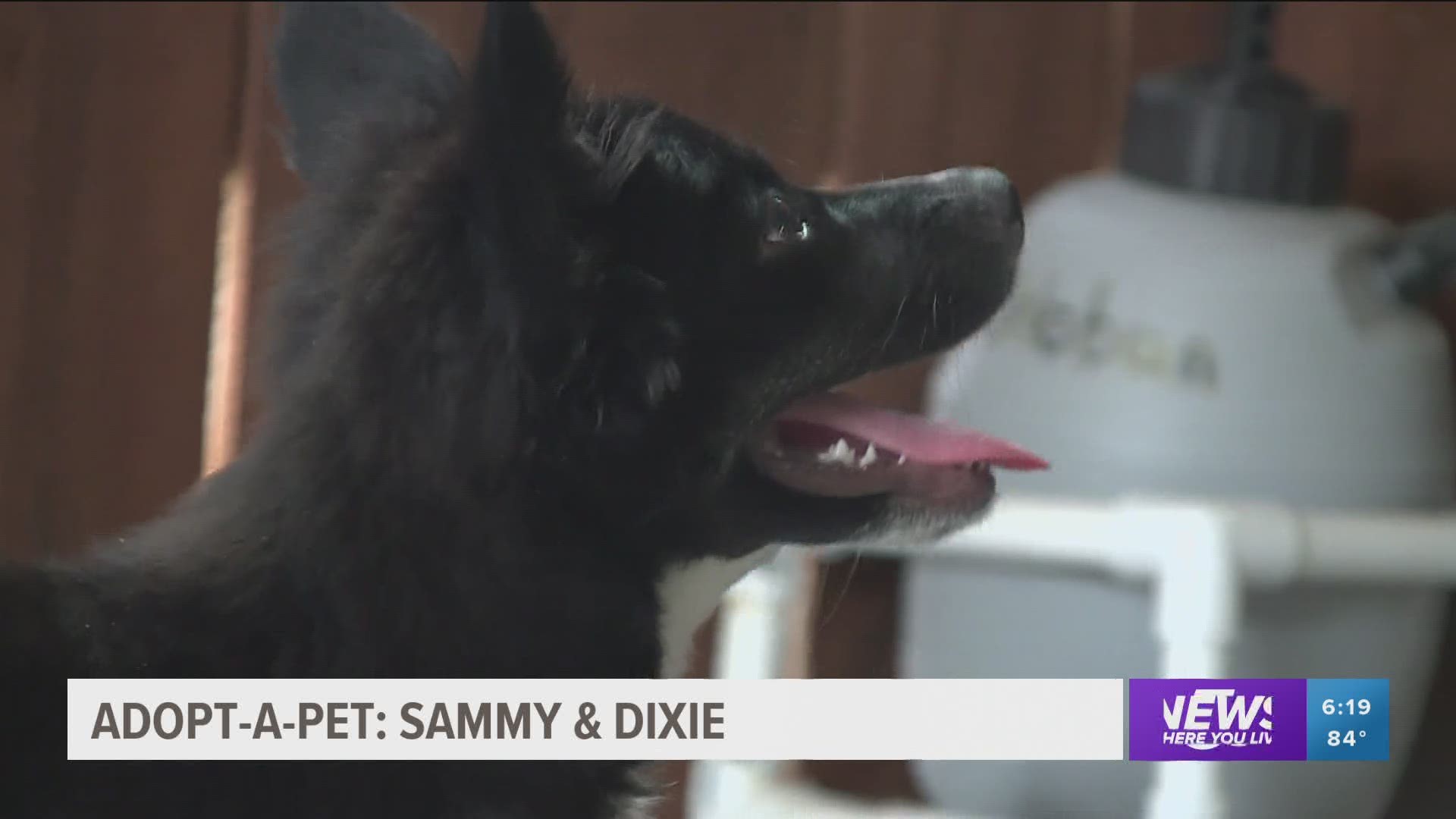 If you want a cat or a puppy, Sammy and Dixie are waiting for you at the Lowell Animal Shelter. https://bit.ly/3msJqIp
