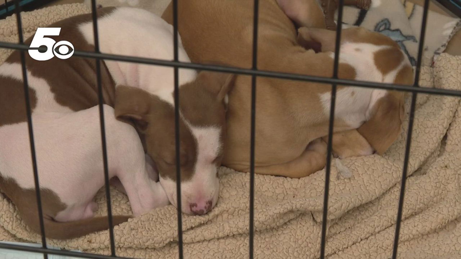 In honor of Adopt a Shelter Pet Day, the Best Friends Animal Society hosted a special adoption event.