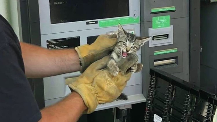 Arkansas firefighters save stray kitten stuck in ATM