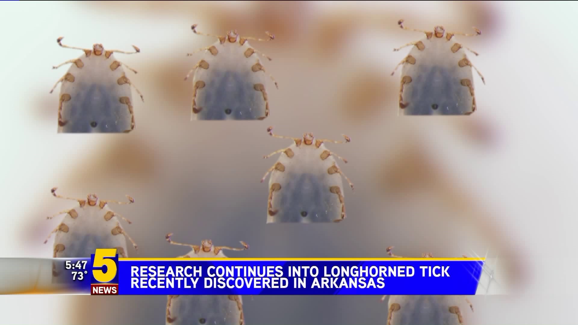 Longhorned Tick Found In Arkansas