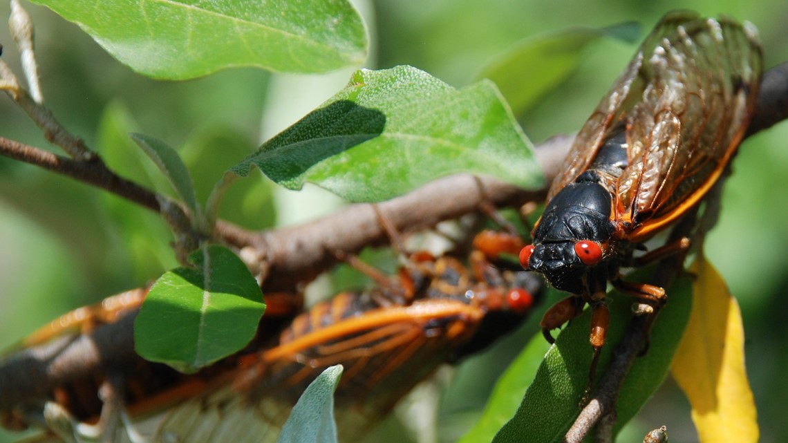 Bass Love Cicadas! 