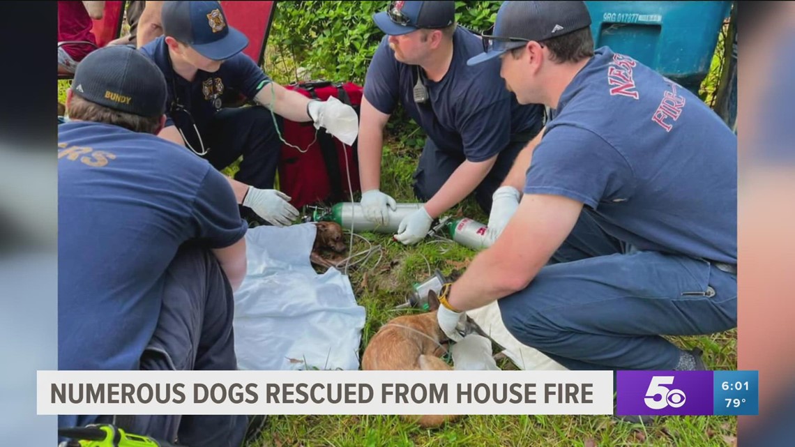Local fire departments help removed 149 dogs during house fire
