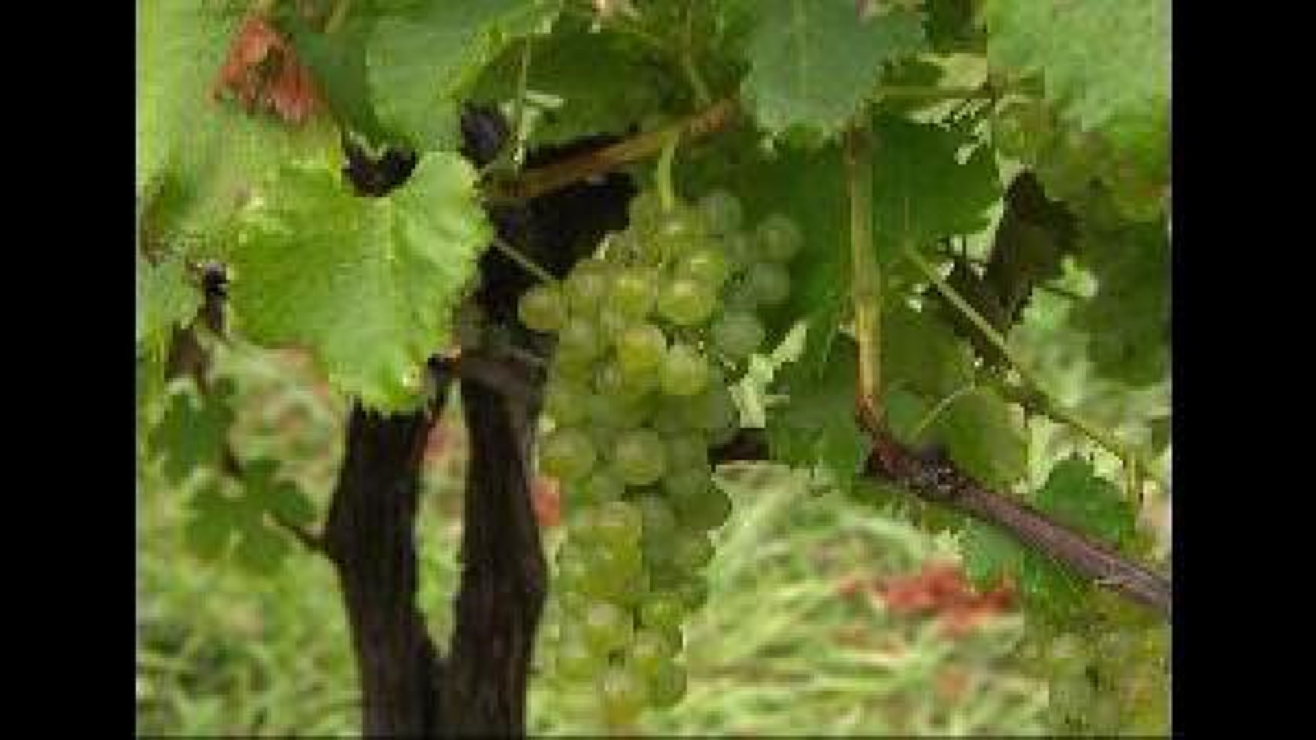 The wine industry is seeing some benefits from the drought