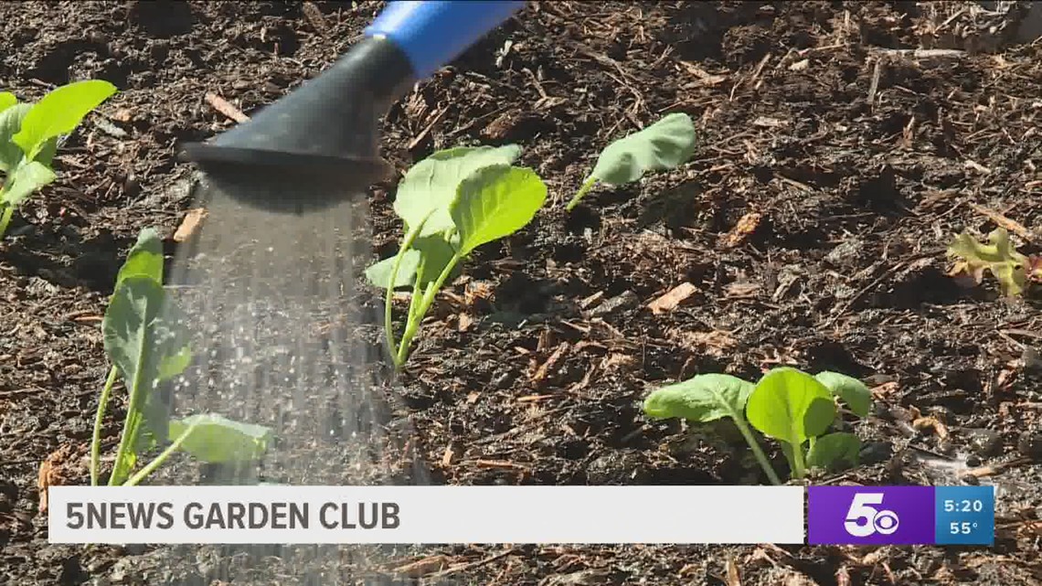 5NEWS Garden Club - Fertilizing & Watering First Grow of the Season