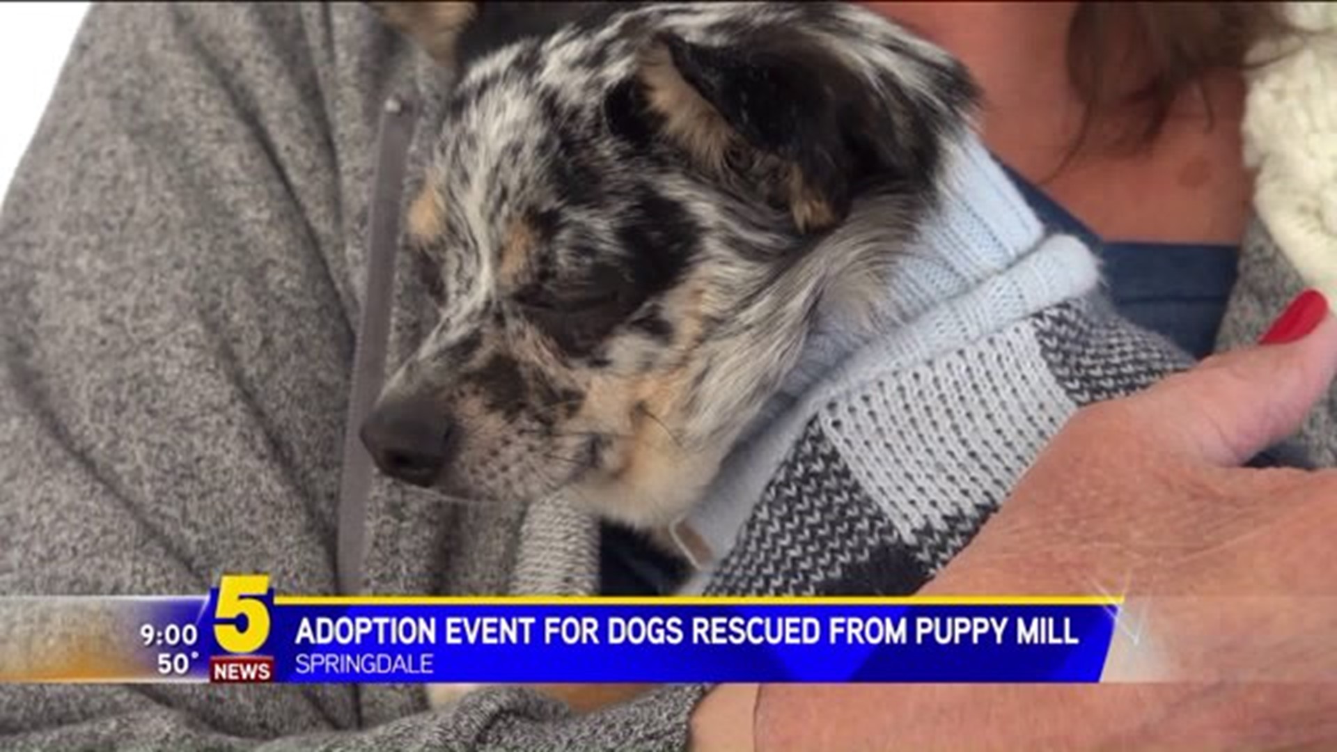 DOGS GO UP FOR ADOPTION