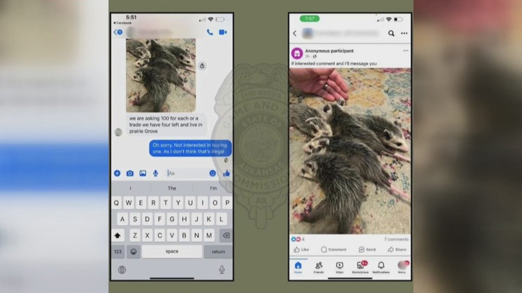 Person ticketed for trying to illegally sell baby opossums online, Arkansas Game and Fish says