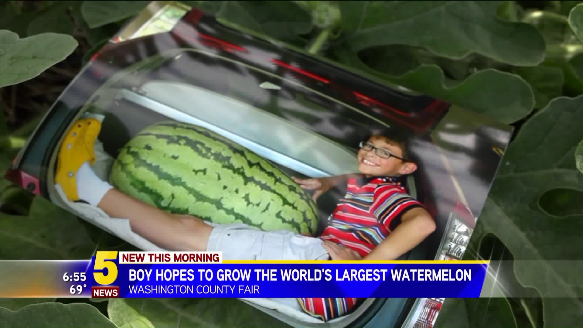 Worlds Biggest Watermelon
