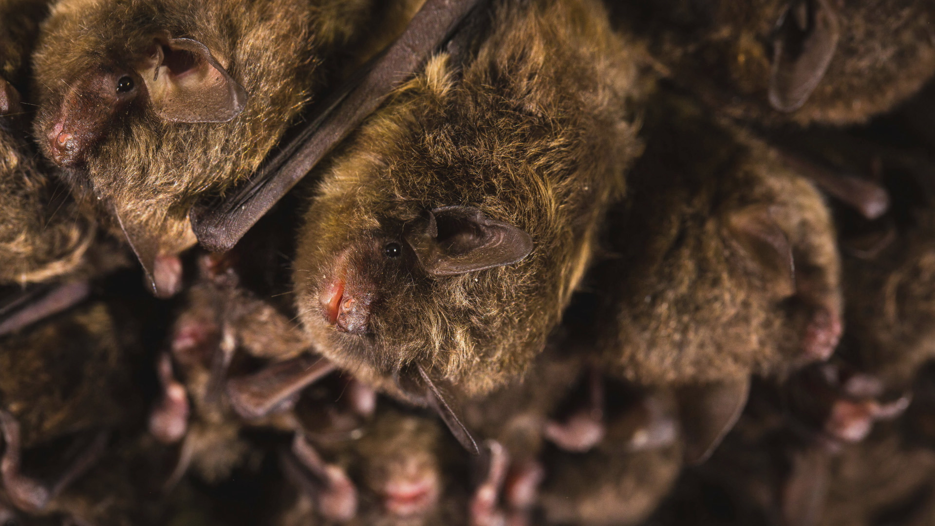 In the 32 acres of wooded area dedicated to the J Street Interchange Project, the city has found a variety of bats that are facing extinction.