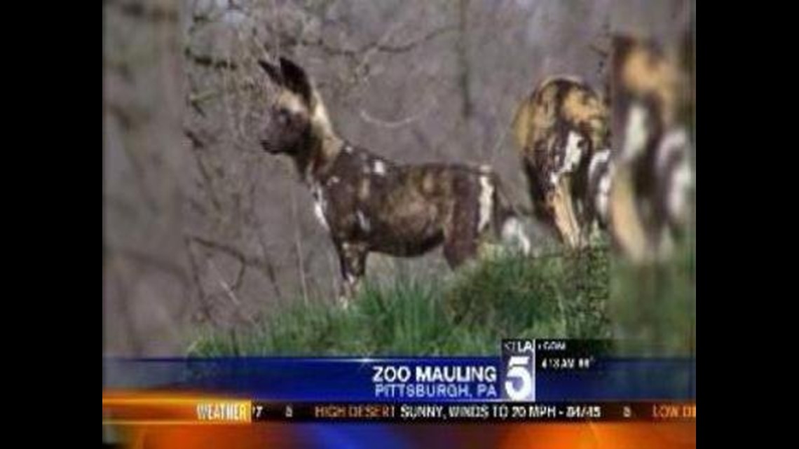 VIDEO: Toddler Mauled to Death by Wild Dogs at Zoo | 5newsonline.com