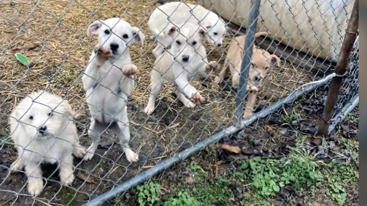 Arkansas rescue pups make their way to Puppy Bowl