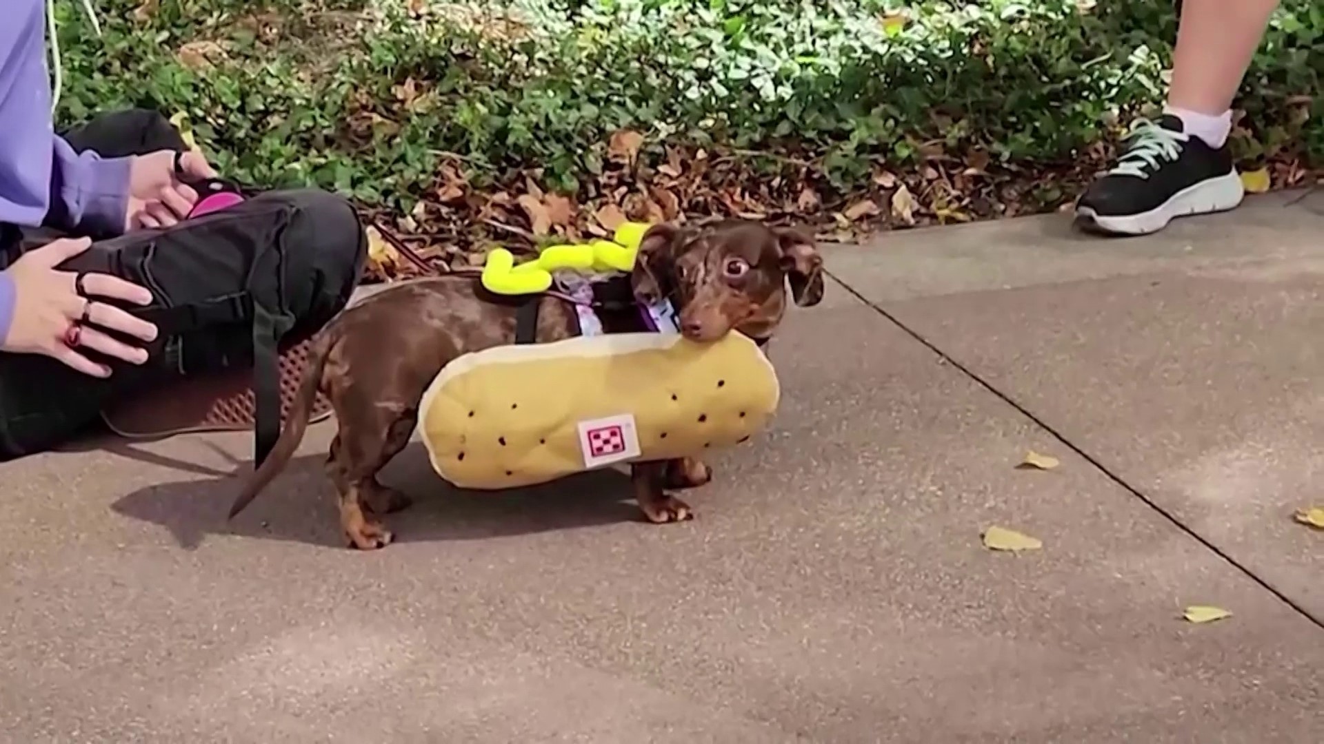 Dachshunds competed for the top dog on Friday at the annual Running of the Wiener Dogs in Cincinnati, Ohio.