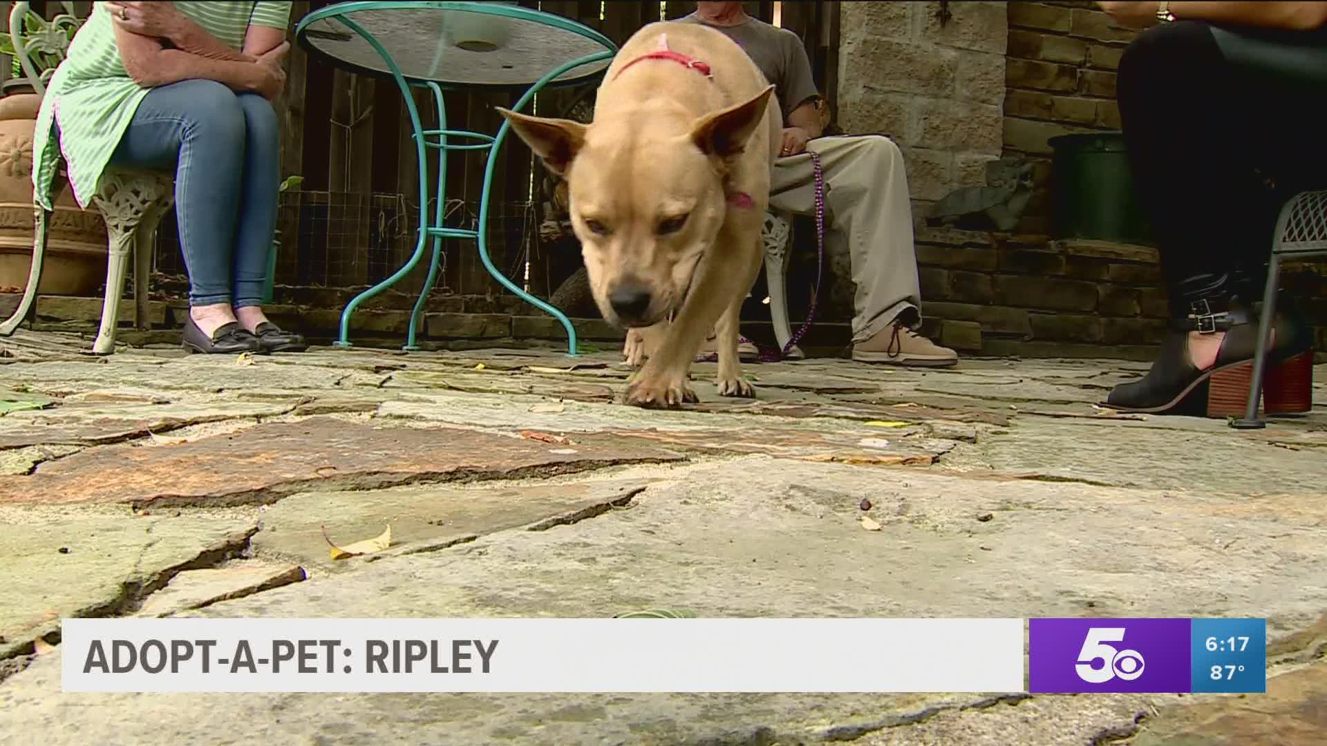 Ripley is a two-year-old Catahoula-mix was a stray that was taken to the Friends of Prairie Grove Pound about a month ago. https://bit.ly/3dSHAeo