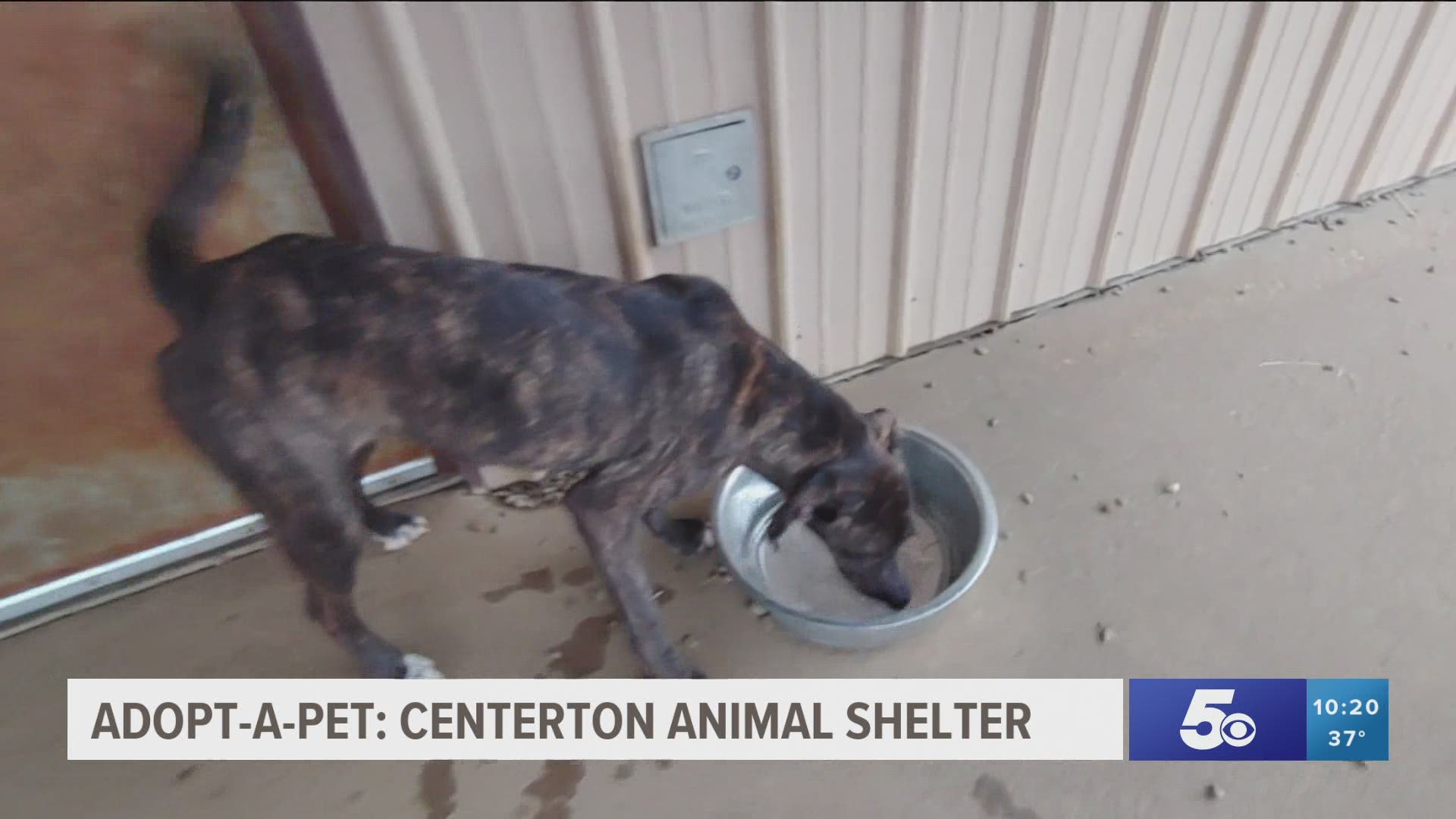 8-month-old Catahoula-mix Courtney is waiting for her forever family at the Centerton Animal Shelter. https://bit.ly/3bkroVJ