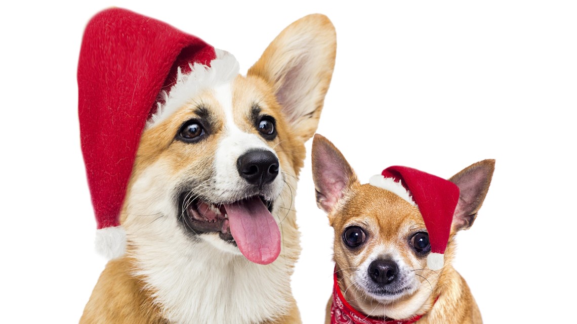 Maintaining your pet's stress during the holidays