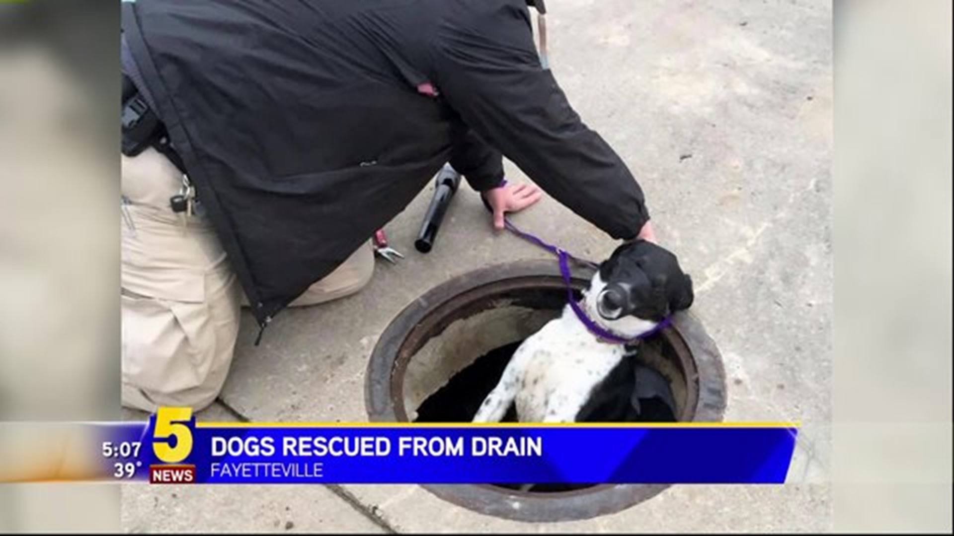 Dogs Save From Fayetteville Drain