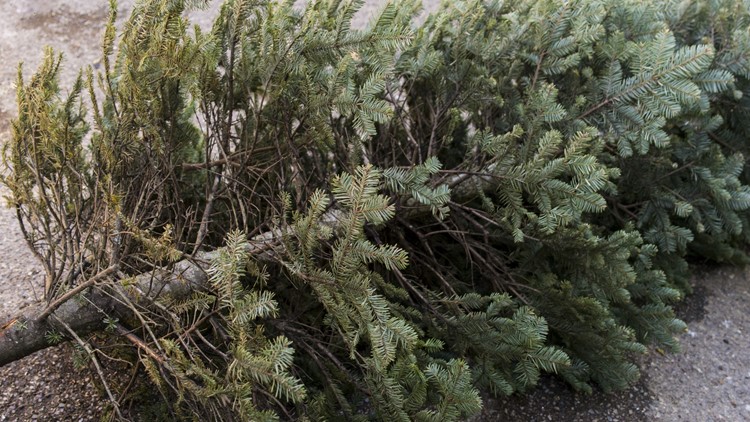 Arkansas drought could impact future Christmas tree supply