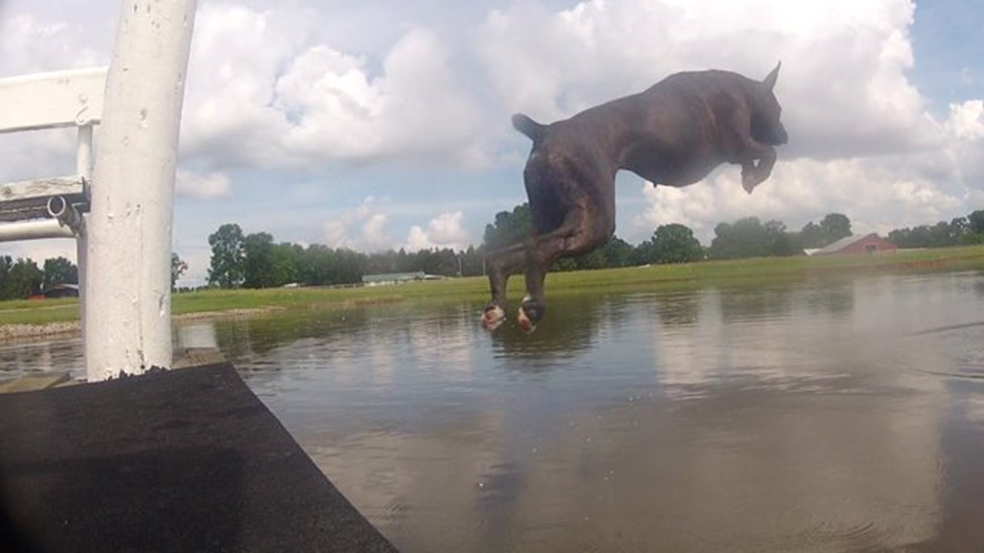 Dog Dock Diving