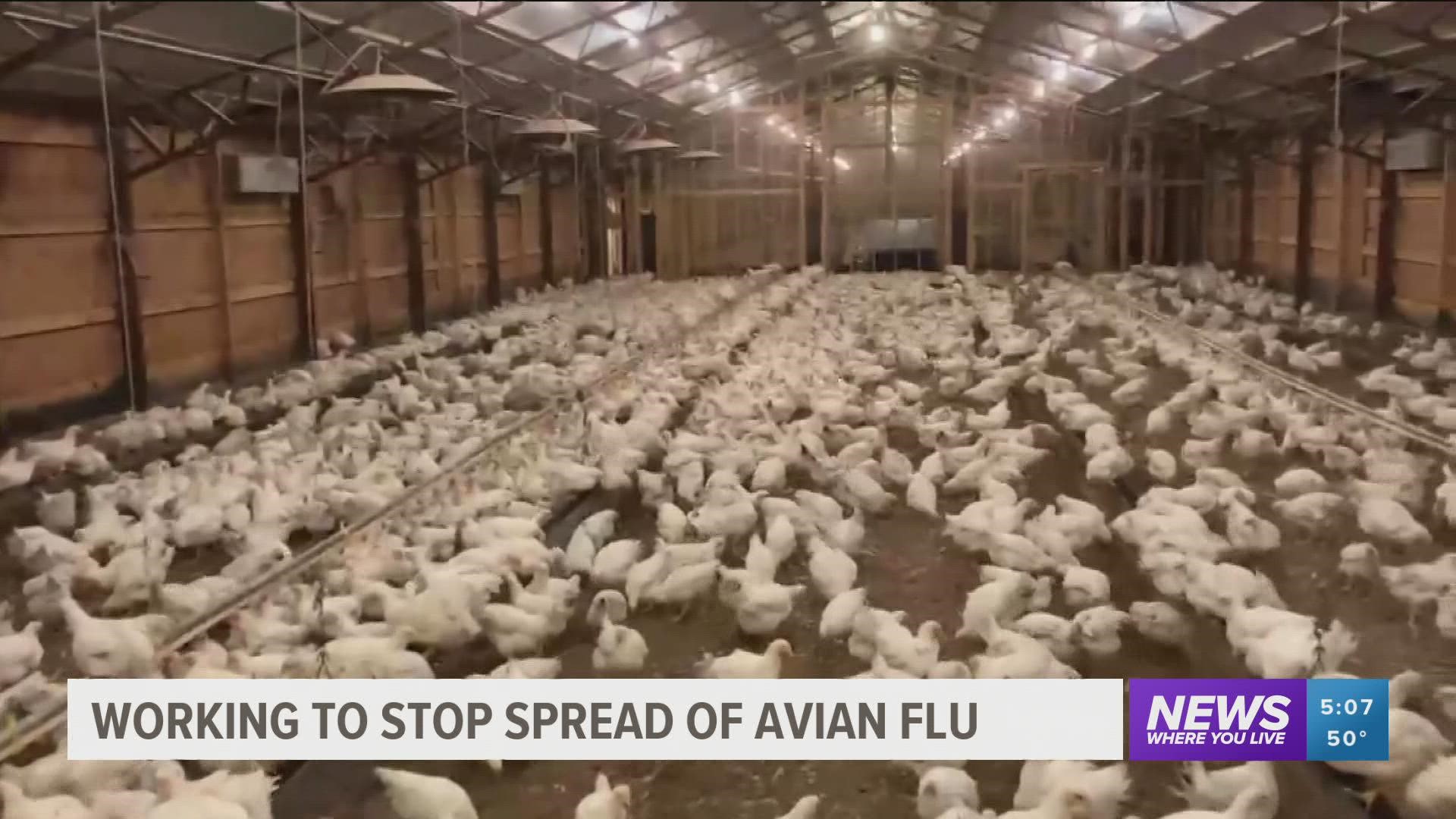 This year the CDC has reported three outbreaks so far of Avian Flu and agriculture leaders are working to stop the spread.