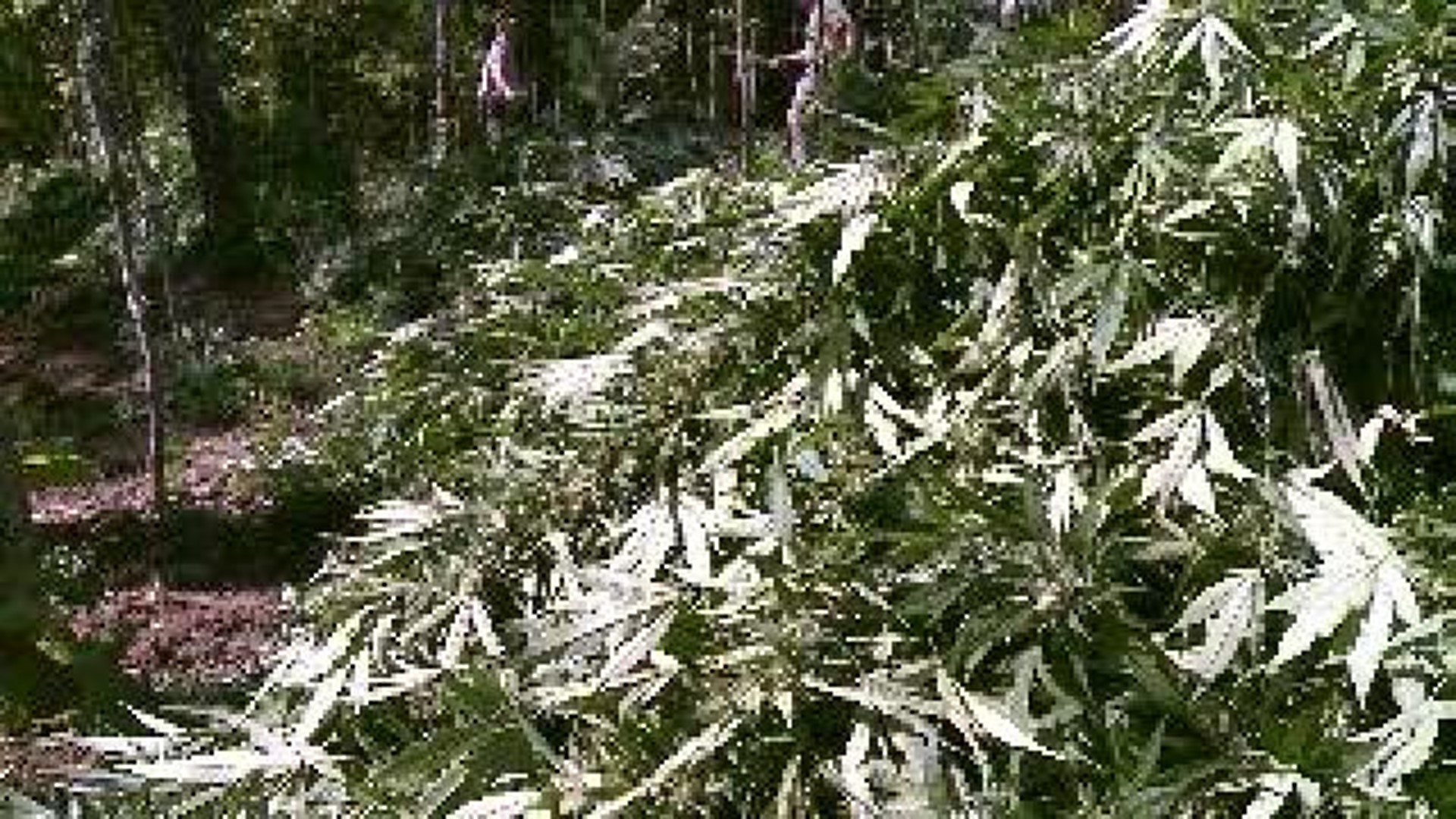 Major Pot Bust in LeFlore County