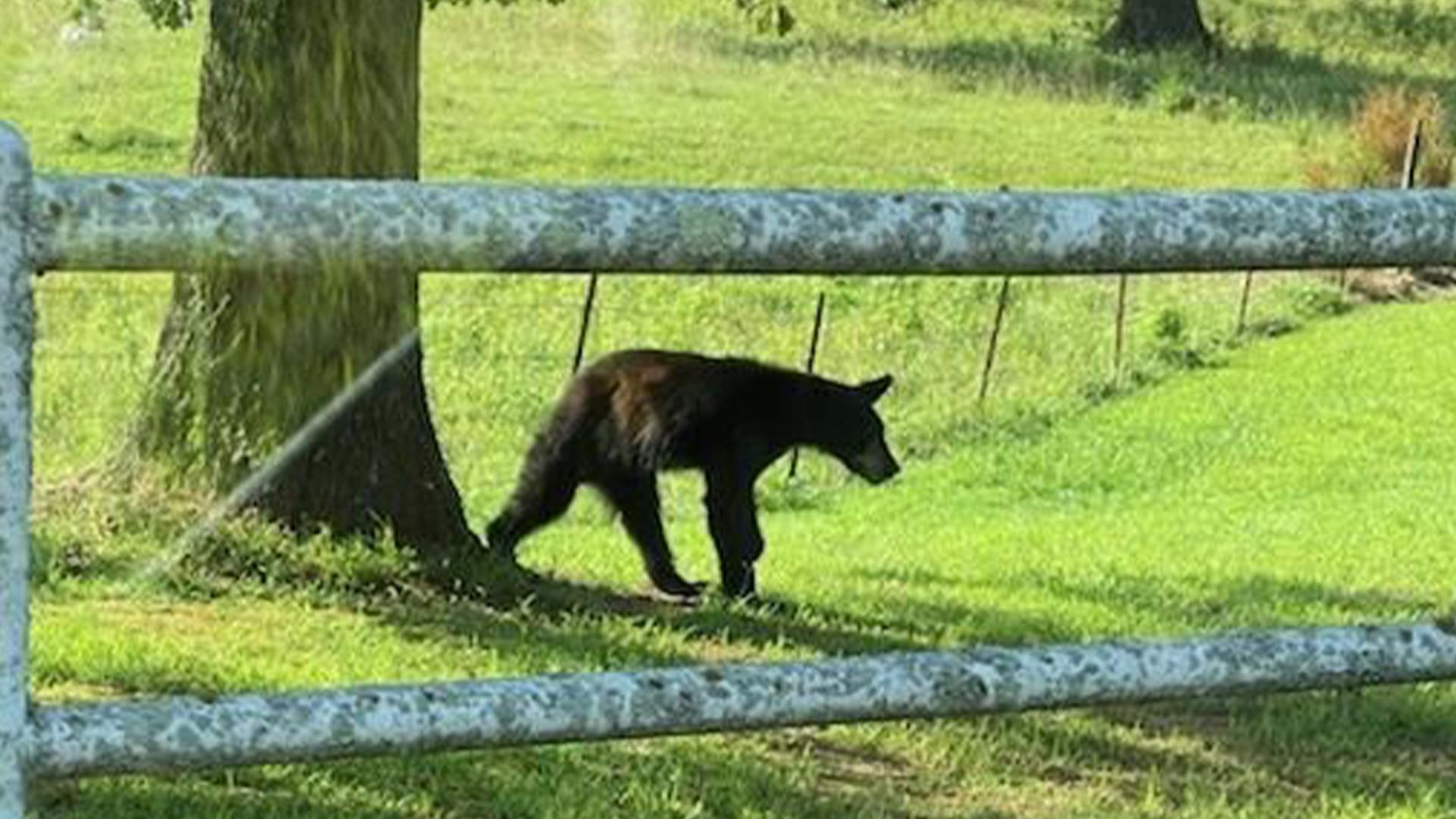 Bear Sighting in Gans