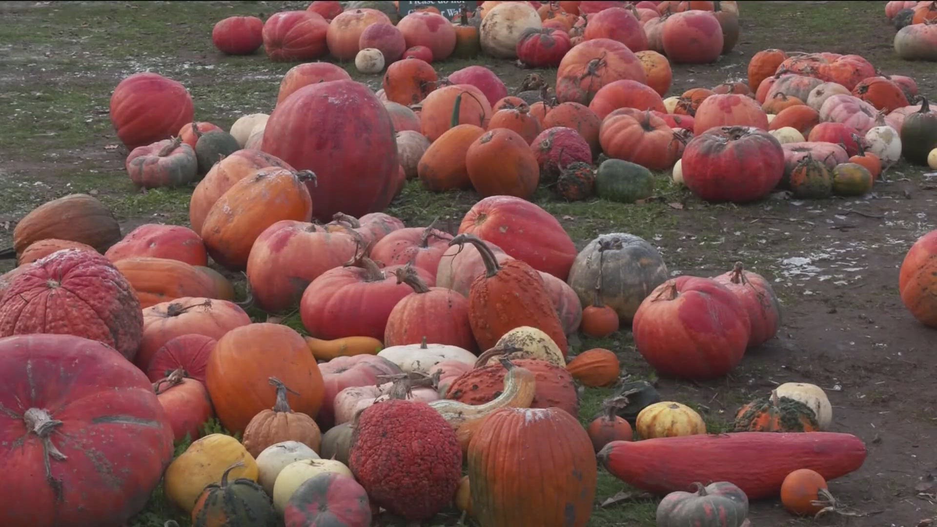 As we're now past Halloween it's time to kiss those Jack-O-Lanterns goodbye.