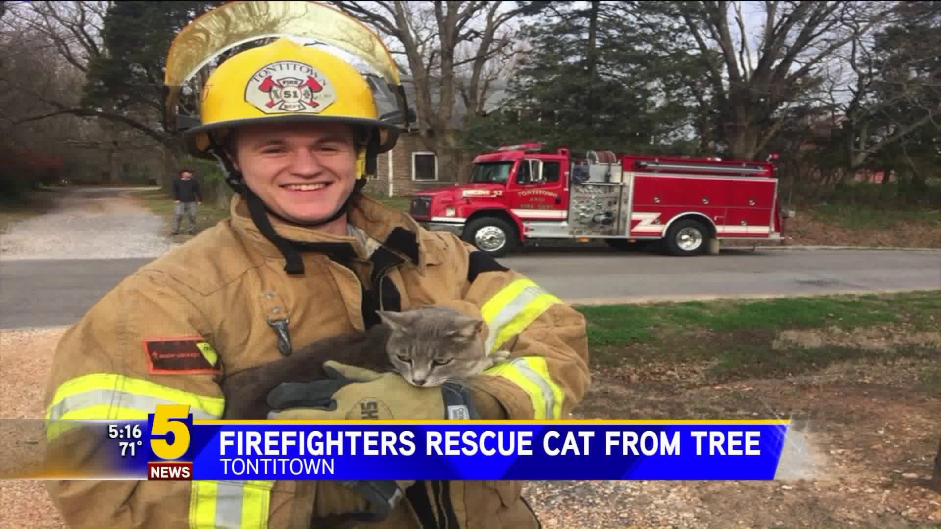 Firefighters Rescue Cat From Tree