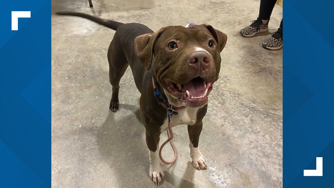 Adopt-A-Pet: Buster Brown at Friends of Prairie Grove Pound ...