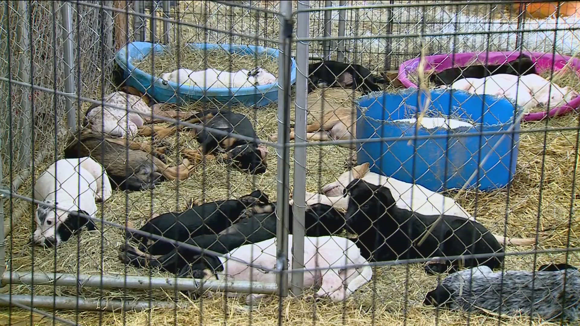 Arkansas animal rescue shelters continue to have too many animals and not enough space.