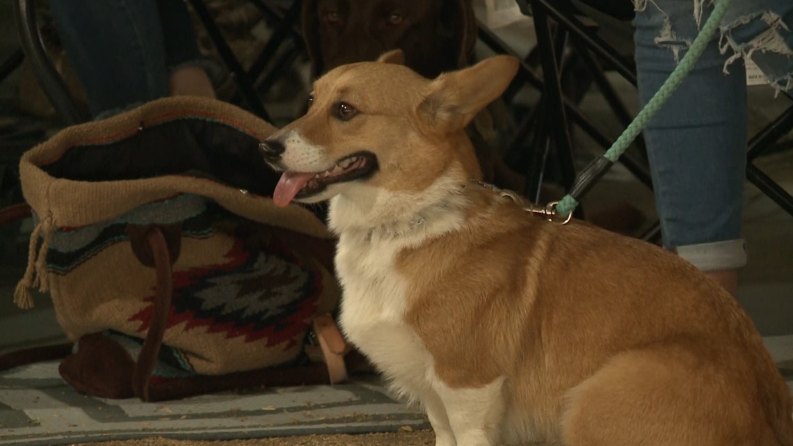 Corgi Fest takes place in Mulberry | 5newsonline.com - Vimarsana News