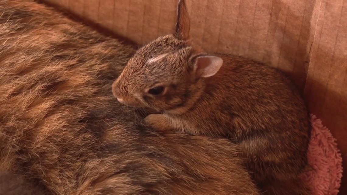 Vian family seeks homes for kittens after mother cat makes unexpected adoption