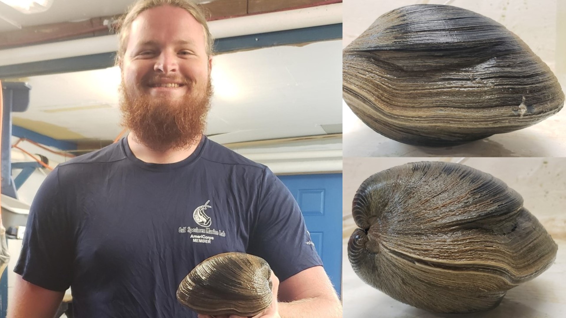 The clam, which was named "Aber-clam Lincoln," measured up to 6 inches and 2.6 pounds.