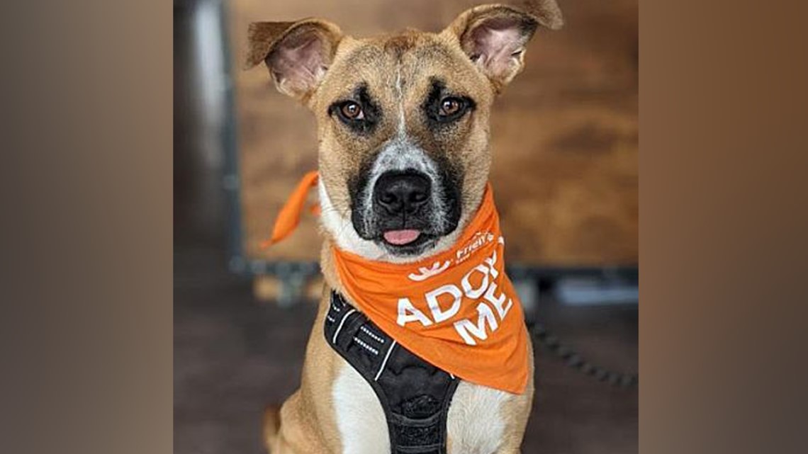 Adoption fees waived at Best Friends Animal Society next month