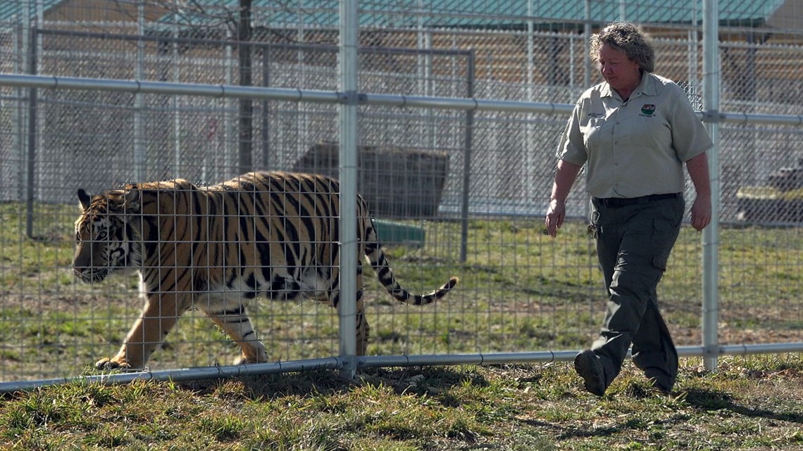 Local tiger sanctuary set to expand | 5newsonline.com