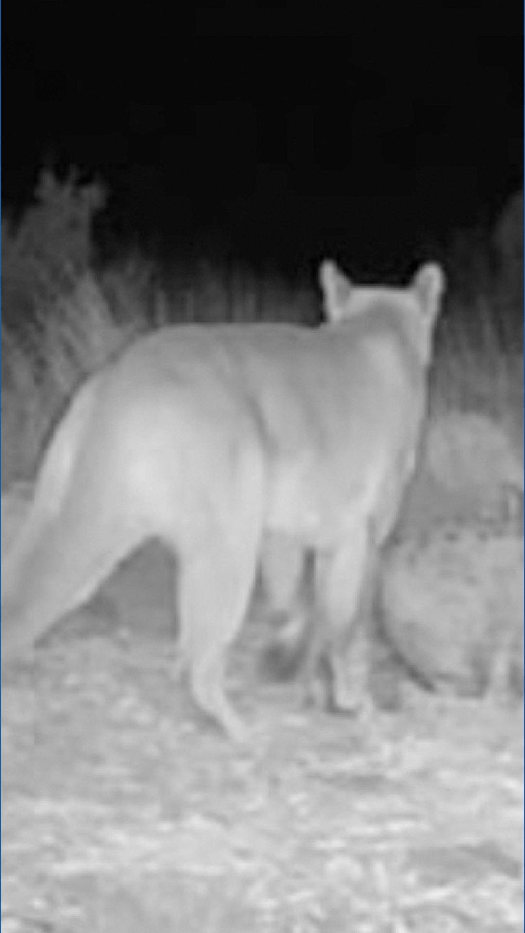 Mountain lions with kittens spotted in Oklahoma | 5newsonline.com